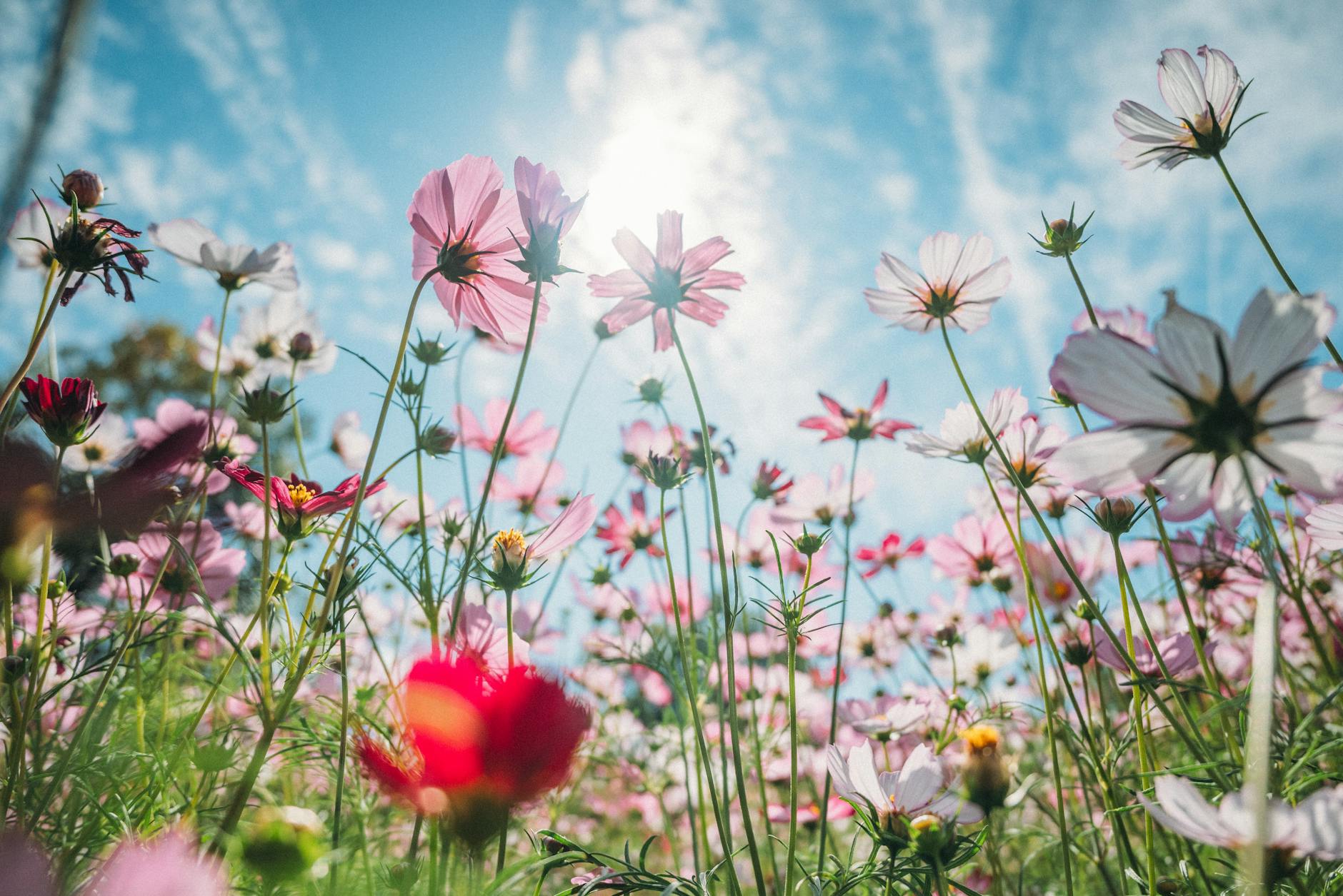 夏の花とは