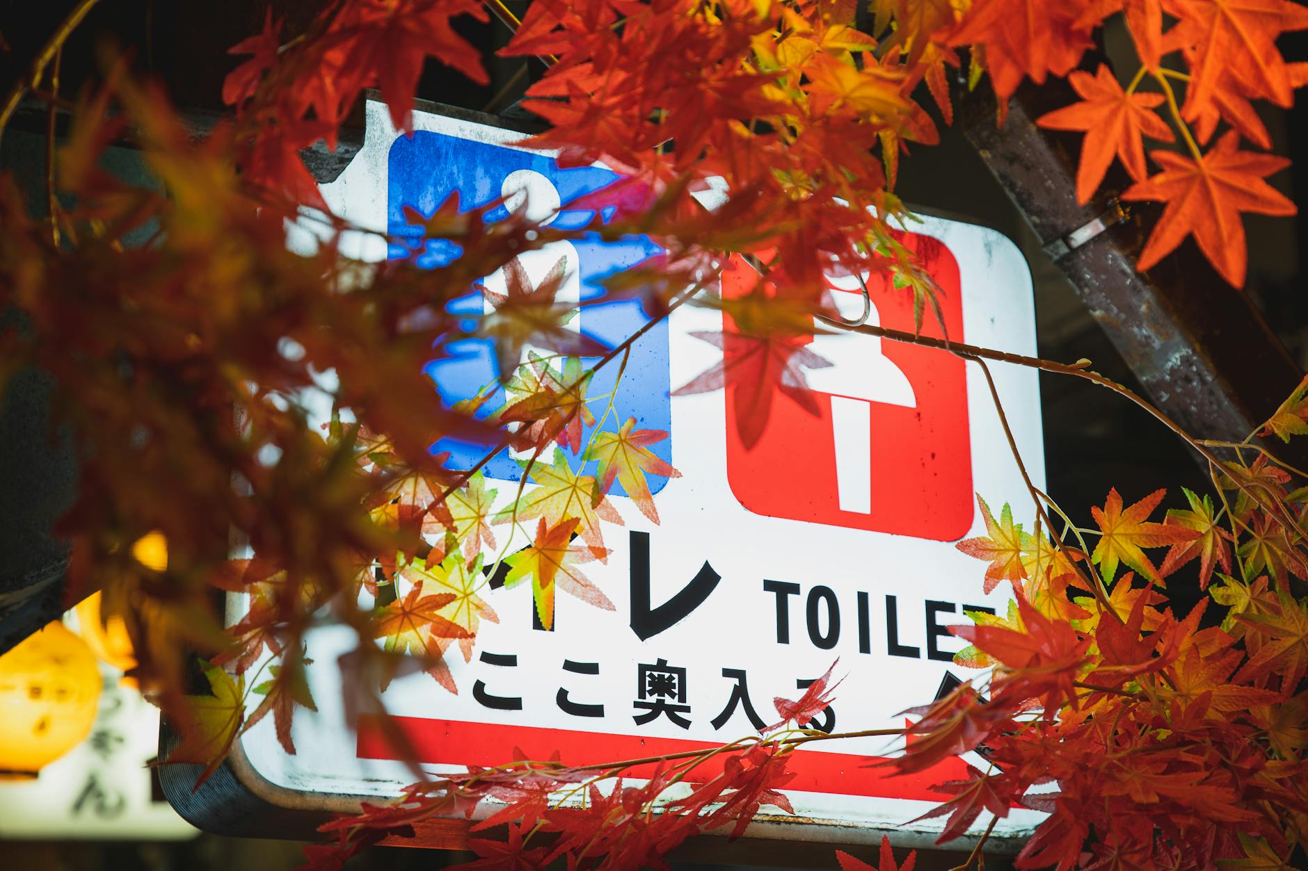 トイレの風水で色が大切な理由